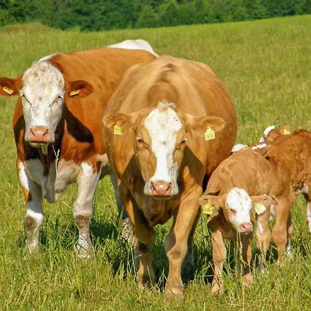 Ferienwohnung Neuhausen Appartamento *