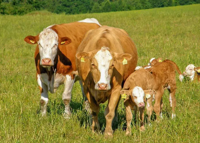 Ferienwohnung Neuhausen Apartament *